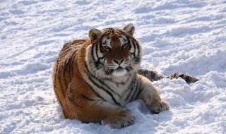 暴雪会冻死东北虎吗