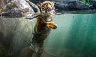 暴雪会冻死东北虎吗