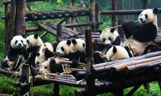 怎么去成都熊猫基地