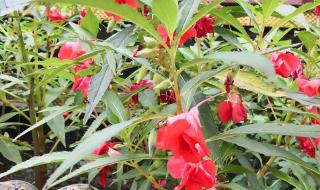 指甲花的学名叫什么