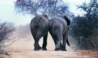 我的世界怎么养动物