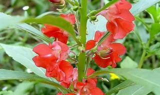 指甲花的学名叫什么